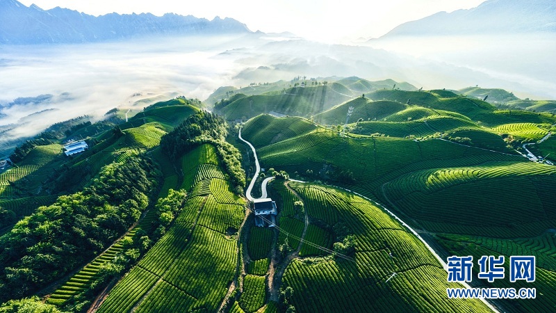 湖北鹤峰：万亩茶山 “碧波”荡漾