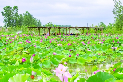 茉莉花乡探索“都市田园”型全域旅游