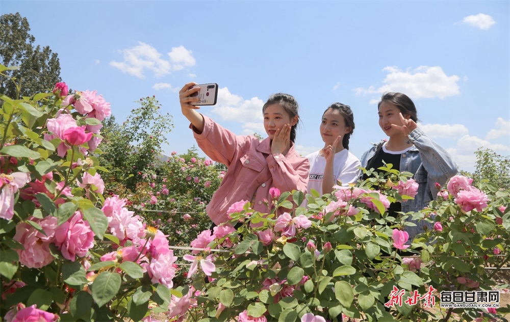 【文旅】叶里深藏云外碧 枝头长借日边红 1.5万亩欧洲月季绽放董志塬_fororder_5