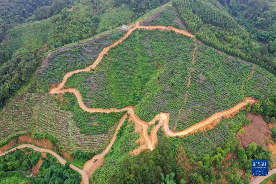 广西昭平：初夏茶园管护忙