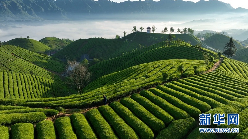 湖北鹤峰：万亩茶山 “碧波”荡漾