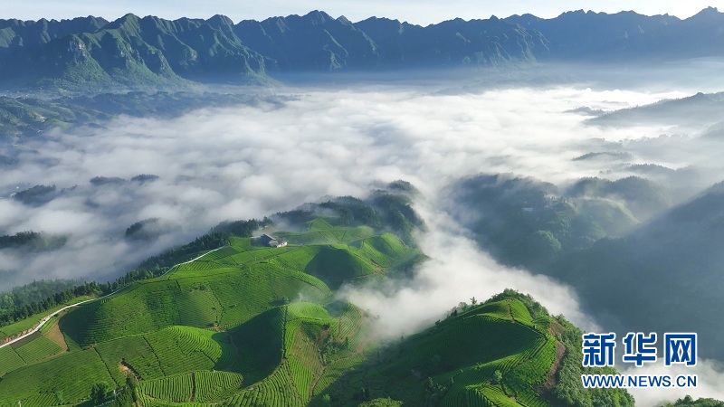 湖北鹤峰：万亩茶山 “碧波”荡漾