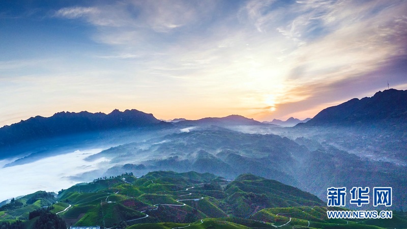 湖北鹤峰：万亩茶山 “碧波”荡漾