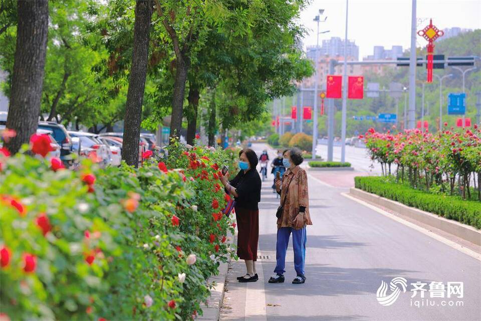 一路芳菲花似锦！来威海高新区共赴浪漫的玫瑰之约