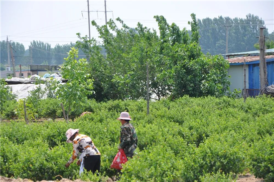 濮阳市濮阳县清河头乡：万亩金银花喜获丰收 村民乐开花_fororder_图片6