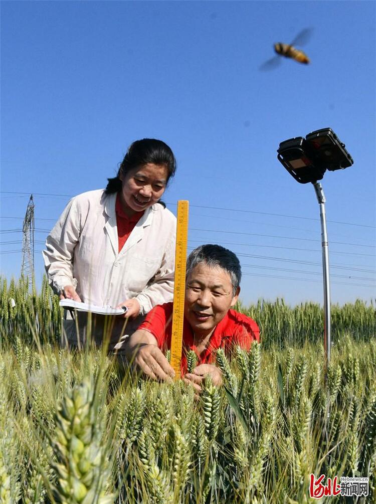 调查｜关注河北小麦生产：小满麦渐黄 丰收喜在望