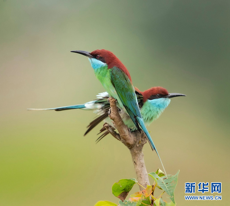 初夏萌“虎” 枝头秀美