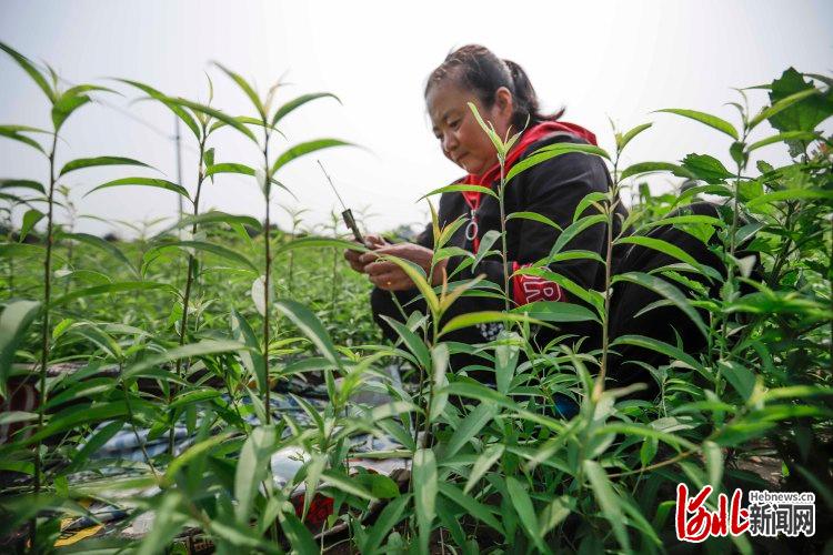 河北遵化：树木苗圃夏管忙