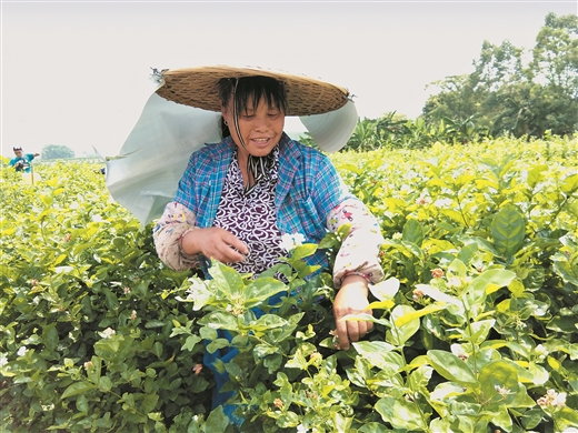 中国·横县茉莉小镇建设见闻