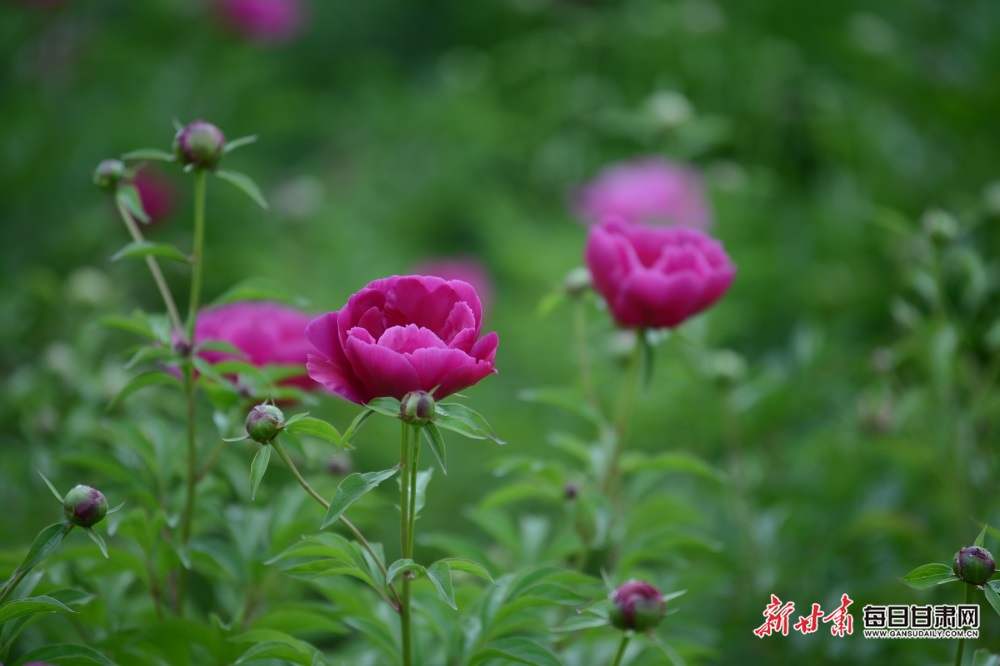 【焦点图】酒泉金塔县：芍药开花分外艳 农旅融合促增收_fororder_2