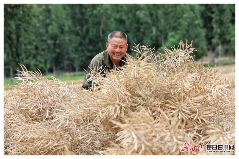 【县域】陇南文县：油菜丰收连枷飞_fororder_2