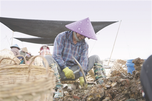 广西：海洋牧场喜丰收