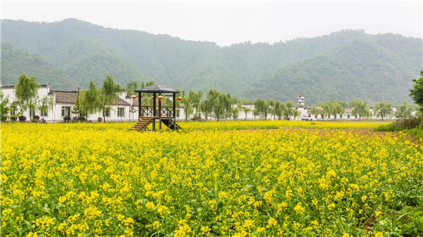 （图）鞍山岫岩水巷景区全面消杀 油菜花、乌篷船待游客来_fororder_水巷盛开的油菜花。摄影 董楠楠