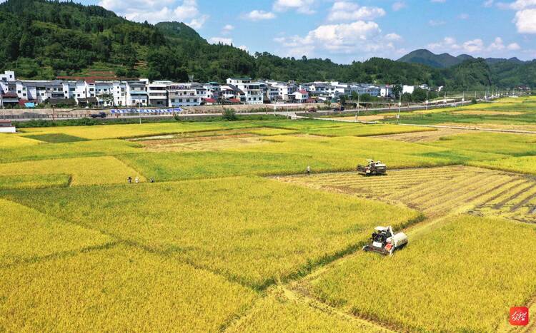 铜仁碧江区奋力在“乡村振兴、稳市场主体、产业大招商”上出新绩