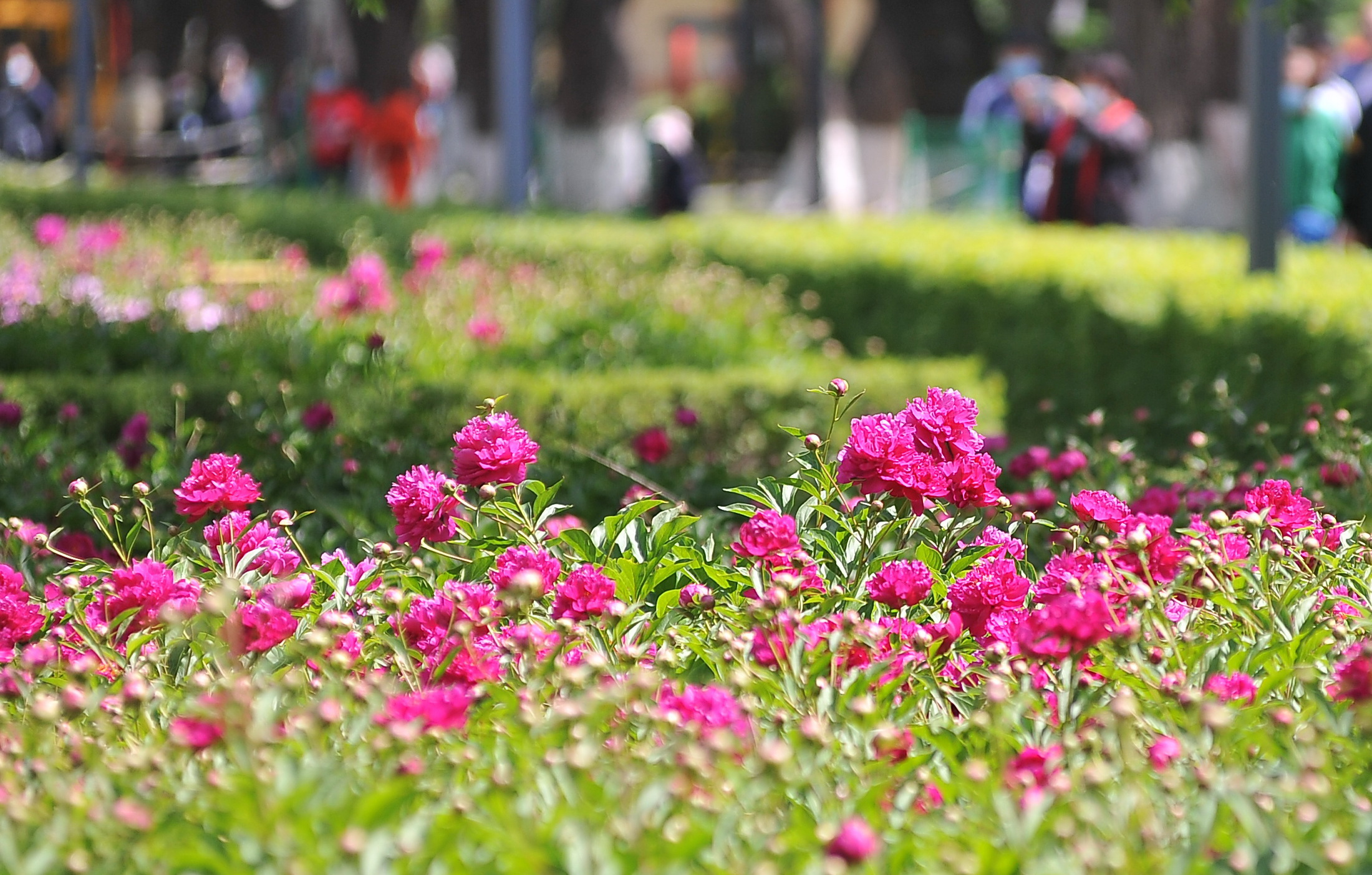 芍药花开满园香