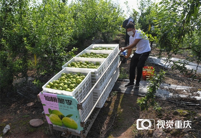 “走向我们的小康生活”大型主题采访报道活动走进重庆——“解码”山城人民的小康生活