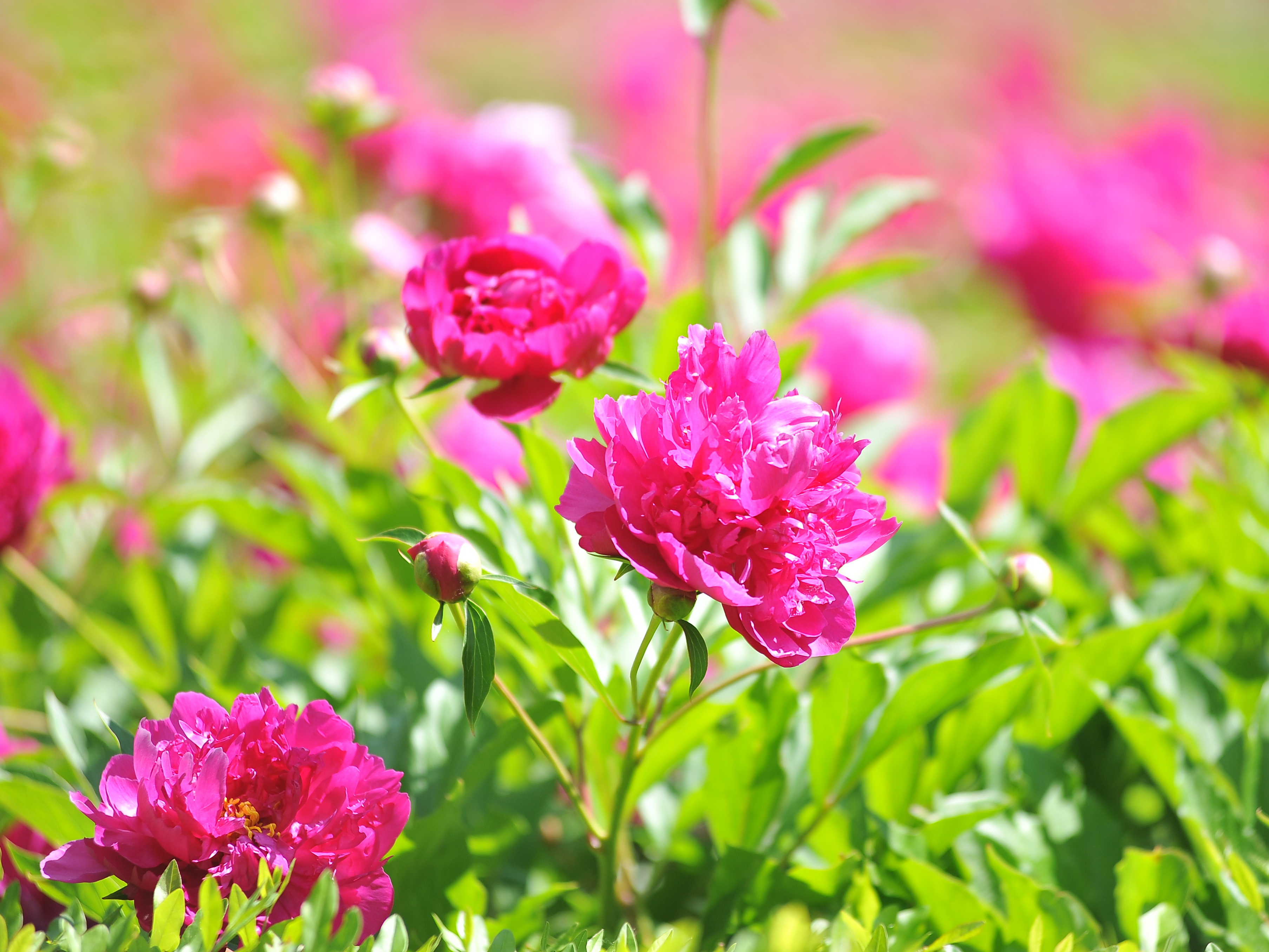 芍药花开满园香