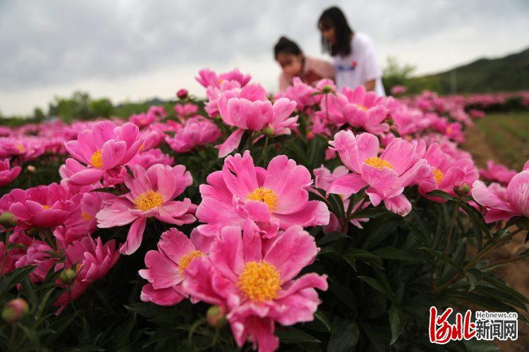 河北承德县：芍药花开