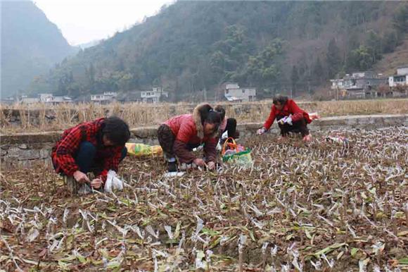 【区县联动】【彭水】彭水：双龙乡100亩果树成致富新引擎【区县联动】彭水：双龙乡100亩果树成致富新引擎