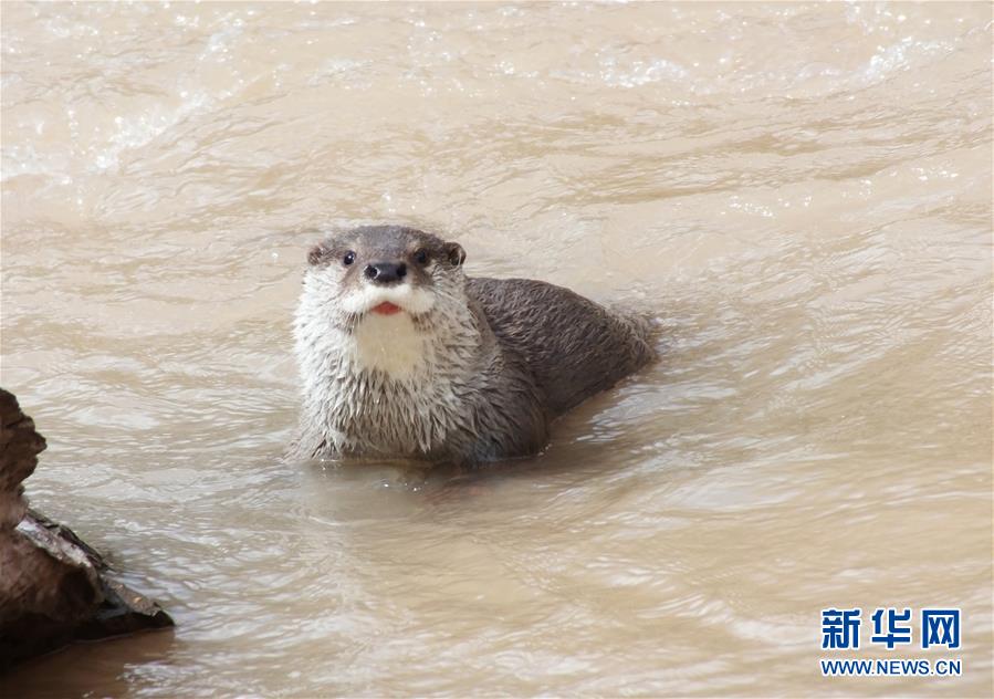 三江源地区欧亚水獭频现