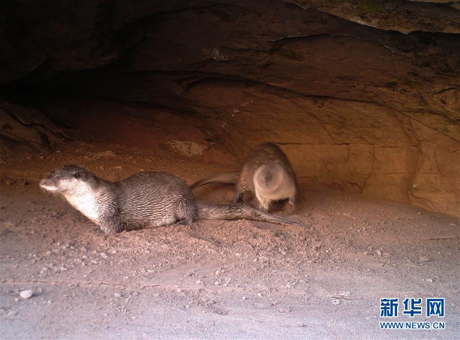 三江源地区欧亚水獭频现