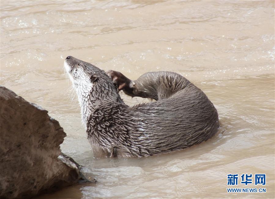 三江源地区欧亚水獭频现