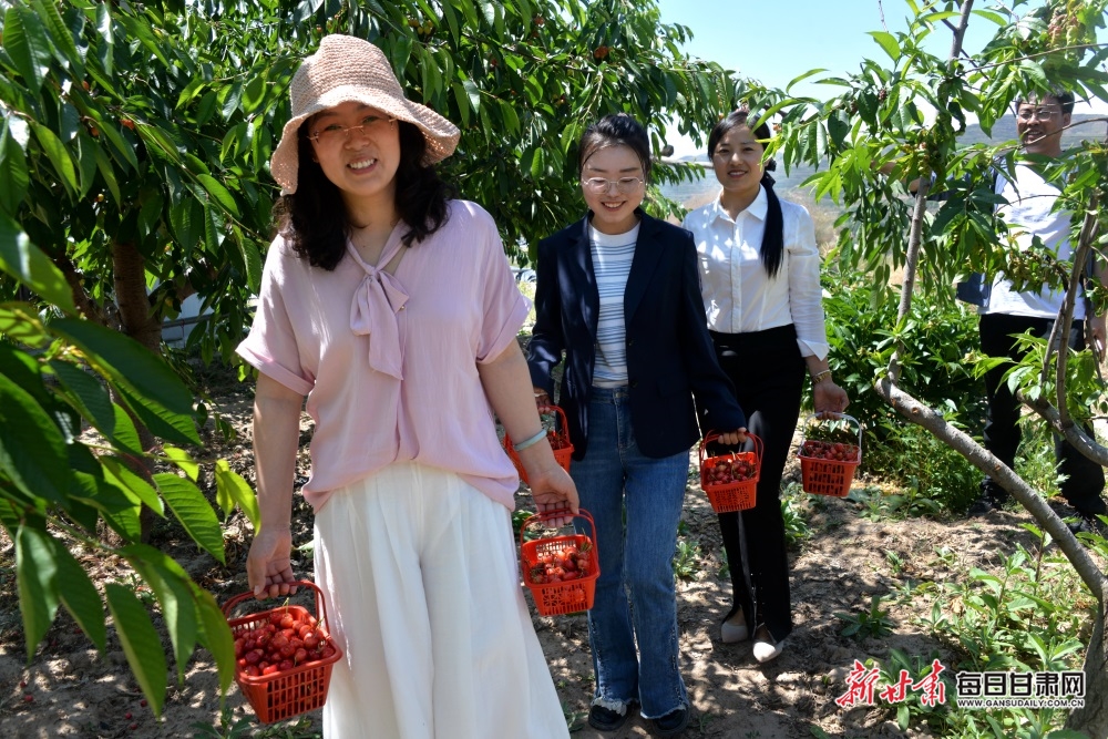 【定西】定西市陇西县和平乡：樱桃采摘带动乡村旅游热_fororder_5