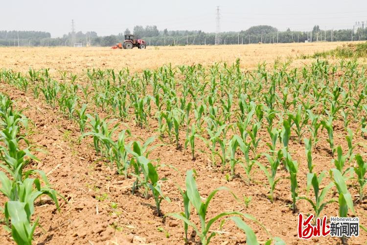 河北：抢抓农时 夏至正忙