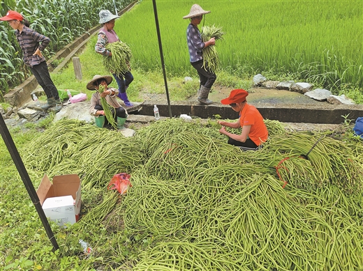 广西河池：夏季蔬菜抢“鲜”采