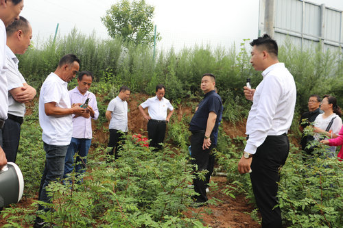 【B】首届卢氏无刺花椒技术交流会在三门峡市卢氏县举行