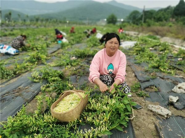 荆门东宝：种下金银花 才有金银“花”_fororder_图片1