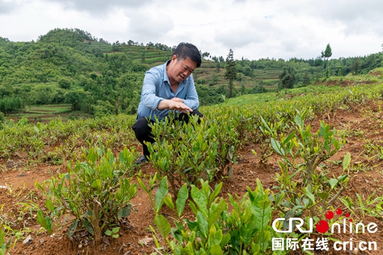 （供稿）贵州盘州：做强核心竞争力 推进茶产业高质量发展_fororder_a1f27de362a3d0c044cf982843c1eae