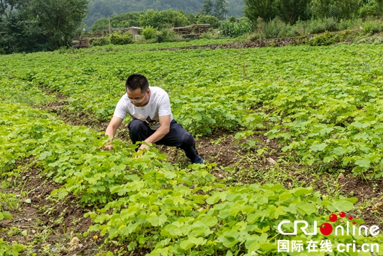 （供稿）贵州关岭：实施中药材强县战略 助力乡村振兴_fororder_1566371ca118aa8dda96f0afef74171