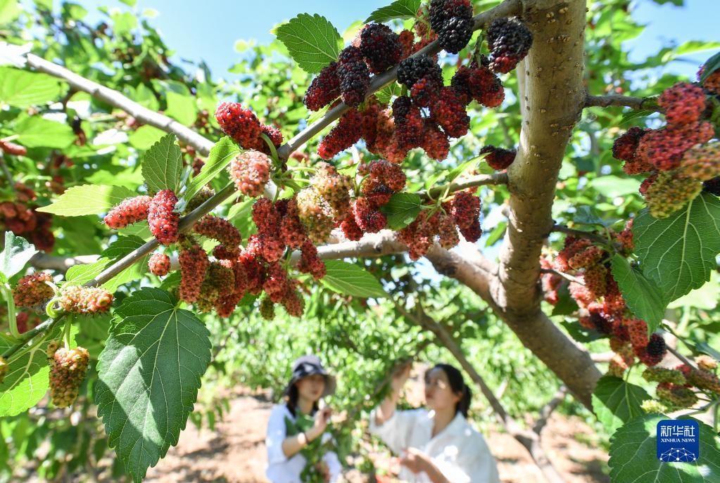 河北迁安：初夏时节花果飘香