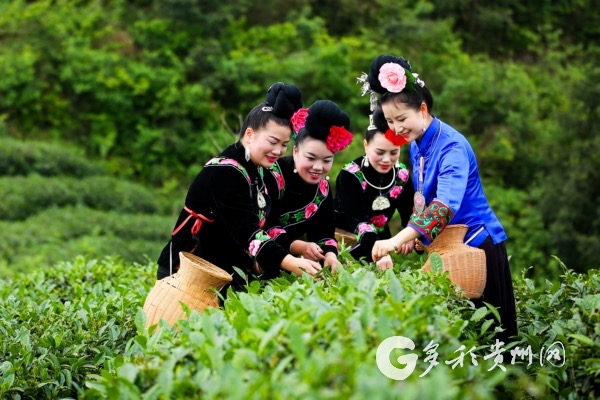 贵州雷山推进茶园数字化管理