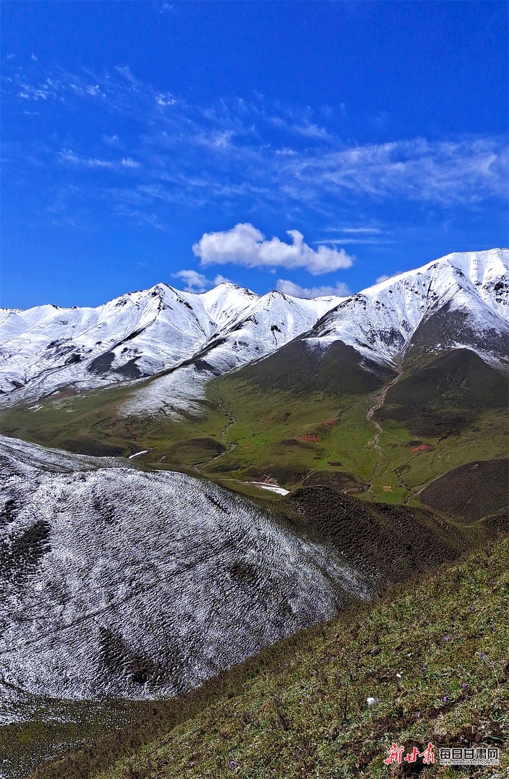 【轮播图】躺在草原看雪山 听着牧歌赏杜鹃 天祝的夏日美得让人窒息_fororder_3