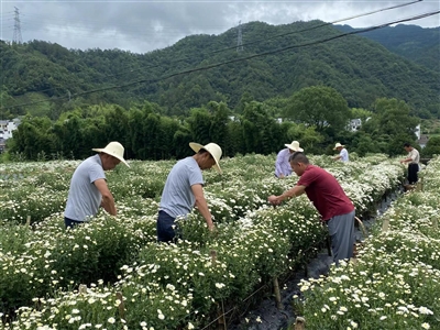 黄山市休宁县：七月菊迎来采收季_fororder_hsrb0623002_003_01_b