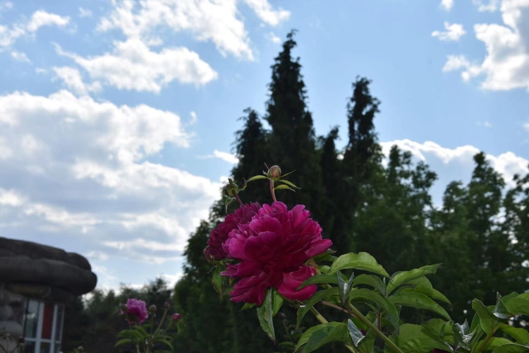 长春公园芍药花即将迎来盛花期