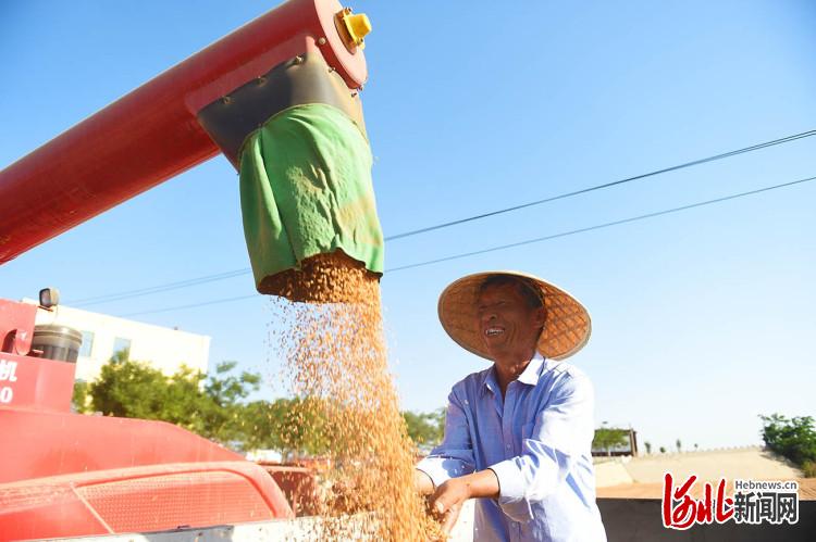 河北邢台：小麦丰收开镰