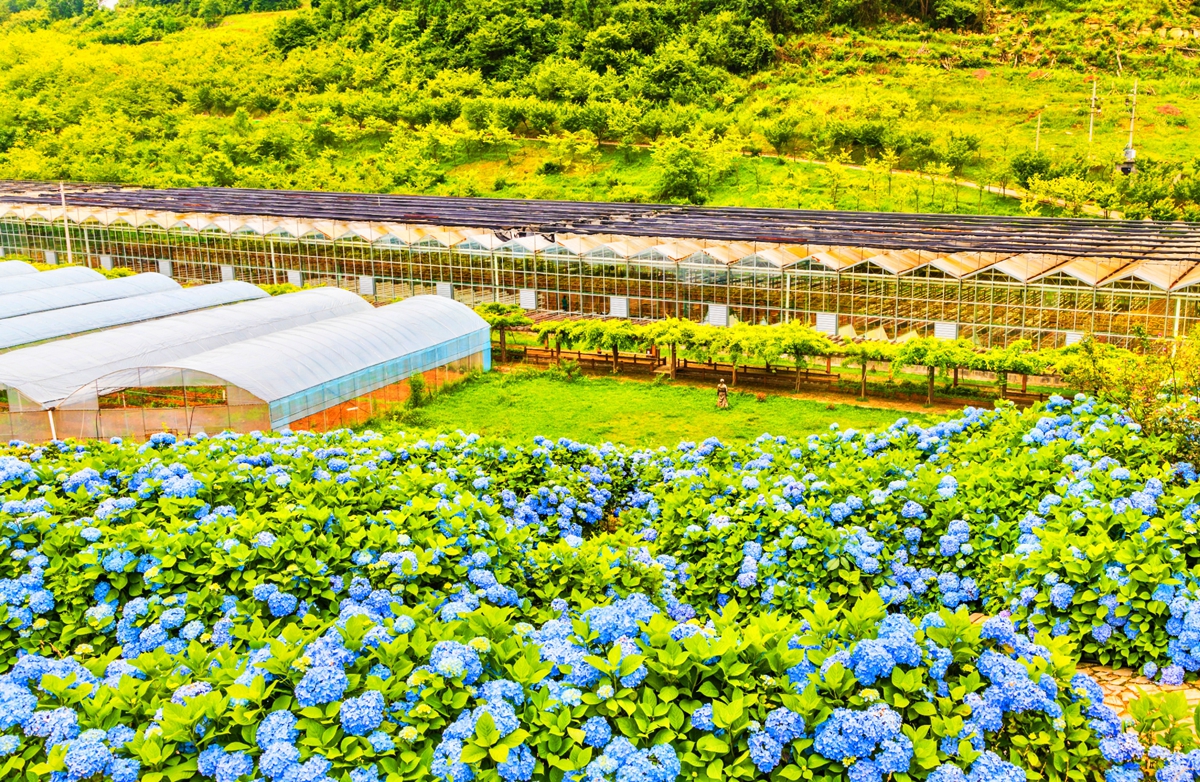 六盘水市钟山区大地印象：绣球花开迎客来_fororder_钟山区大地印象：绣球花开迎客来（图片4）