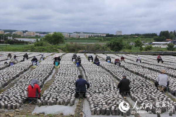 牡丹江东宁市：发挥黑木耳产业优势 带动贫困户走上脱贫发展“快车道”