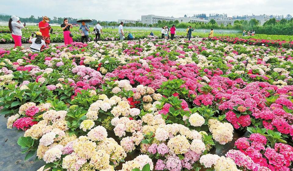 昆明宜良：花海休闲引游人_fororder_d9