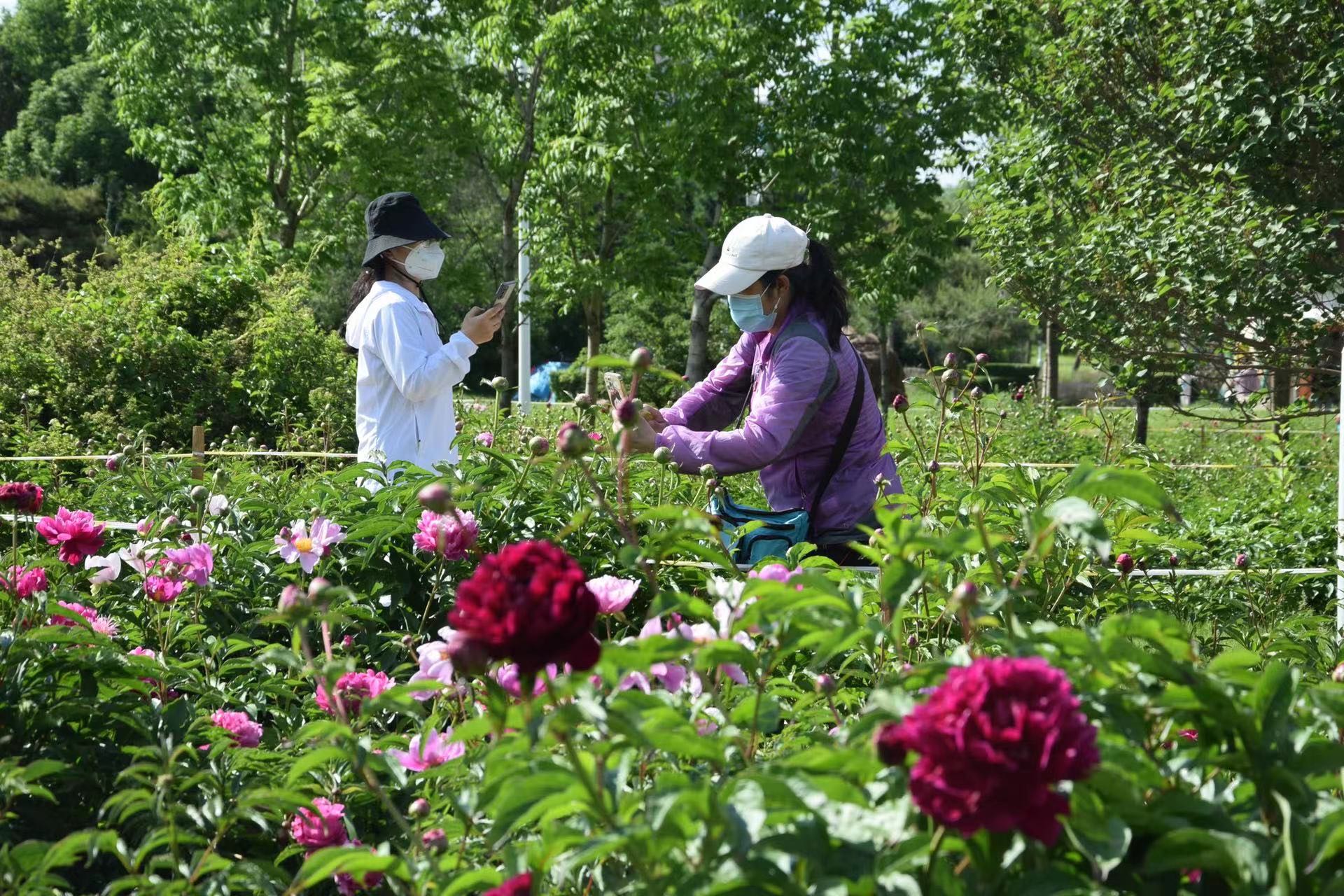 长春公园芍药花即将迎来盛花期