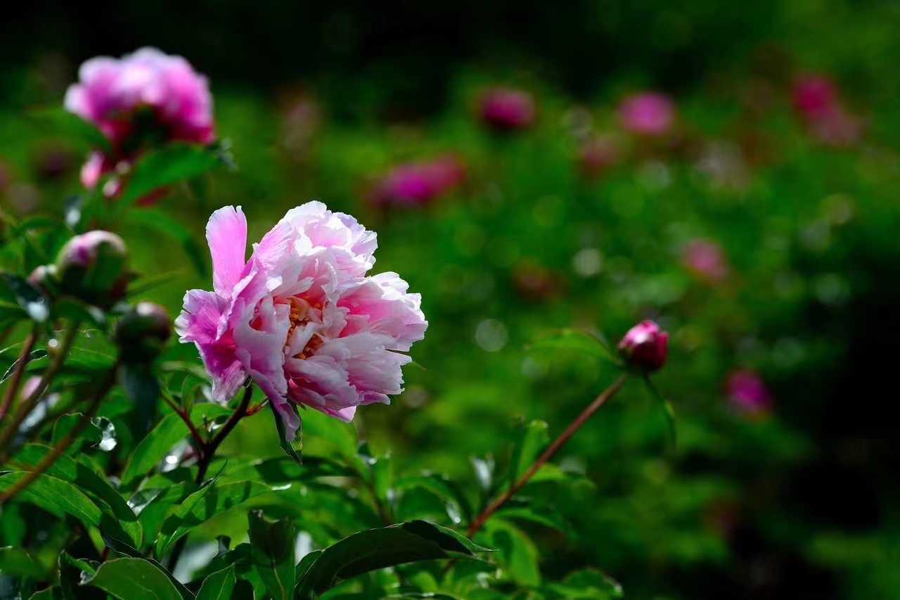 长春公园芍药花即将迎来盛花期