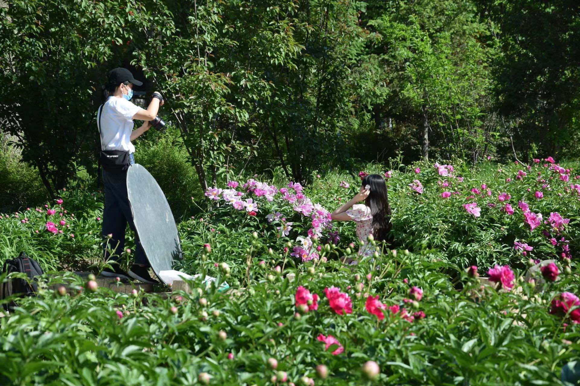 长春公园芍药花即将迎来盛花期