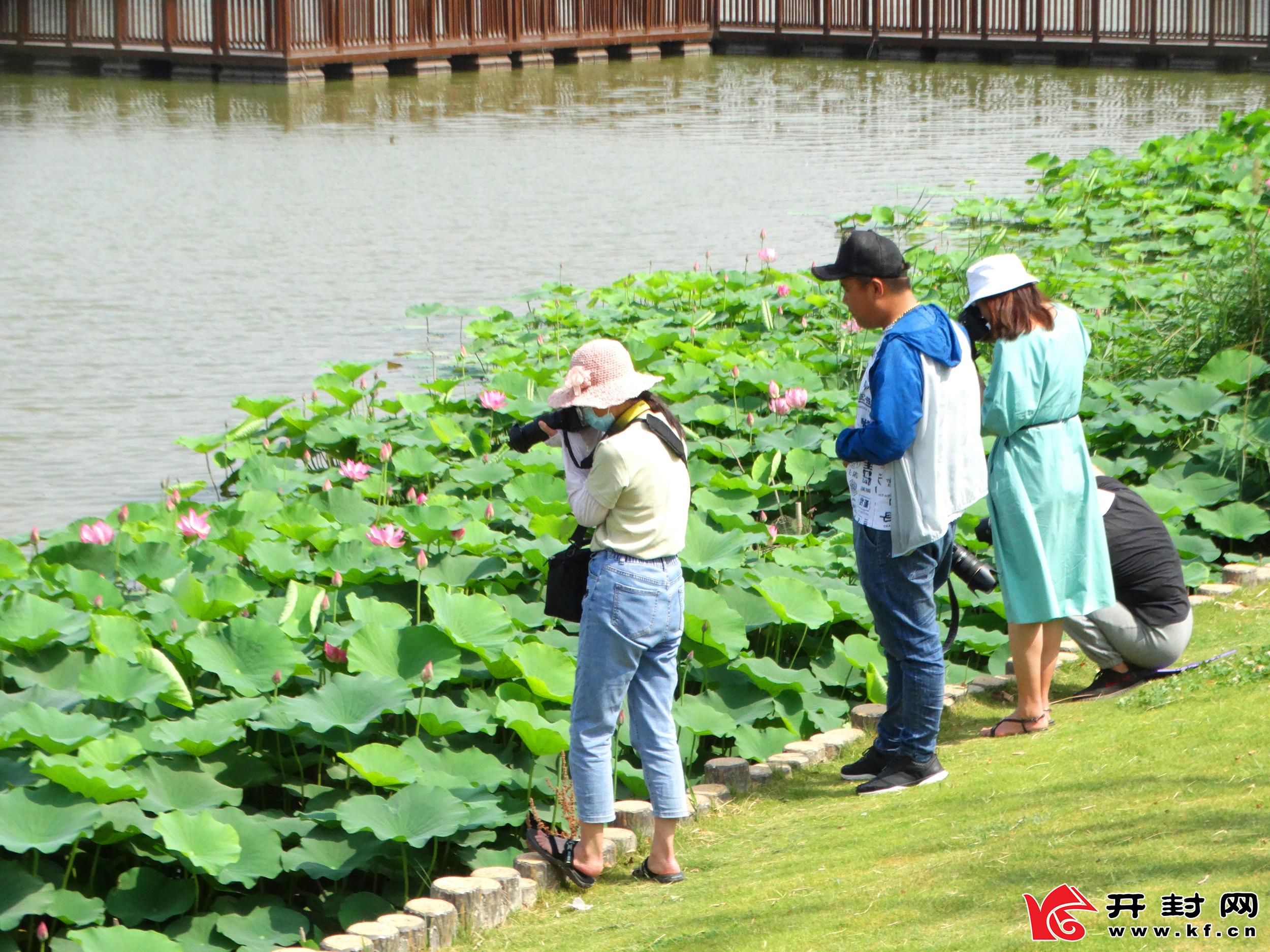 开封西北湖湿地公园：荷花开 引客来