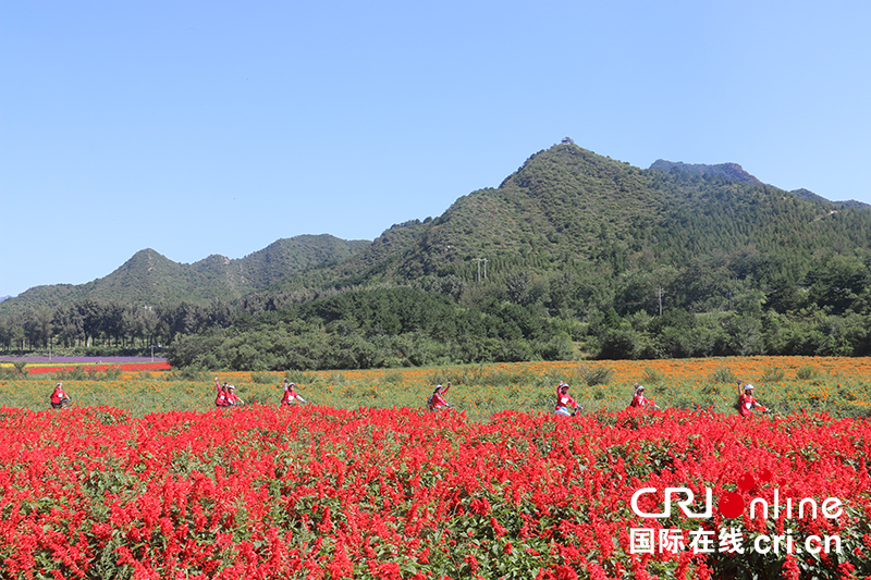 北京延庆举办2019“赏花季”花海骑行主题活动