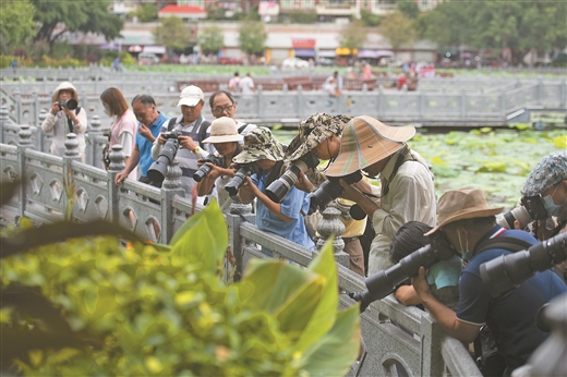 广西梧州：赏荷正当时 不负好时光