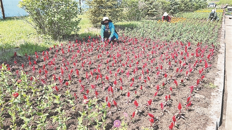 绥芬河：40万株花卉扮靓边城