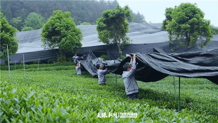 （中首）贵州：由茶产业大省向强省迈进 “采”出黔茶高质量发展新天地